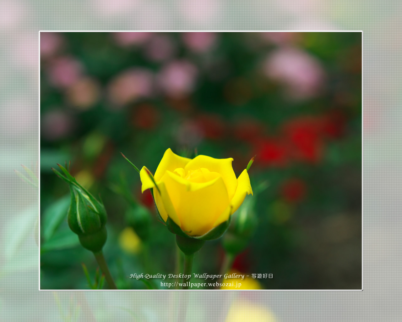 バラ・薔薇の壁紙／Wallpaper ofバラ・薔薇 | Rose-3 (1280×1024)