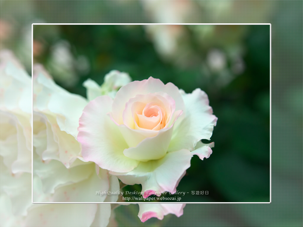 バラ・薔薇の壁紙／Wallpaper ofバラ・薔薇 | Rose-5 (1024×768)