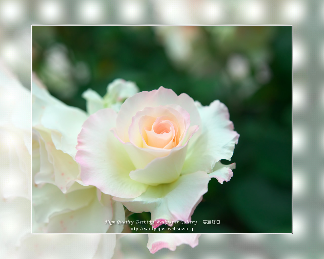 バラ・薔薇の壁紙／Wallpaper ofバラ・薔薇 | Rose-5 (1280×1024)