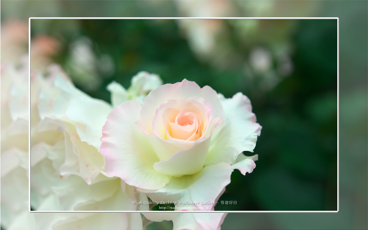 バラ・薔薇の壁紙／Wallpaper ofバラ・薔薇 | Rose-5 (1280×800)