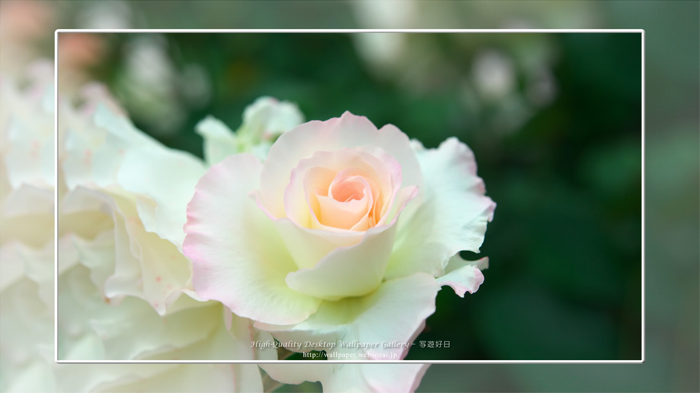 バラ・薔薇の壁紙／Wallpaper ofバラ・薔薇 | Rose-5 (1366×768)