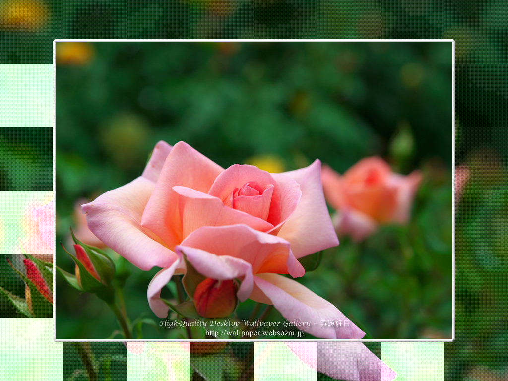 バラ・薔薇の壁紙／Wallpaper ofバラ・薔薇 | Rose-6 (1024×768)