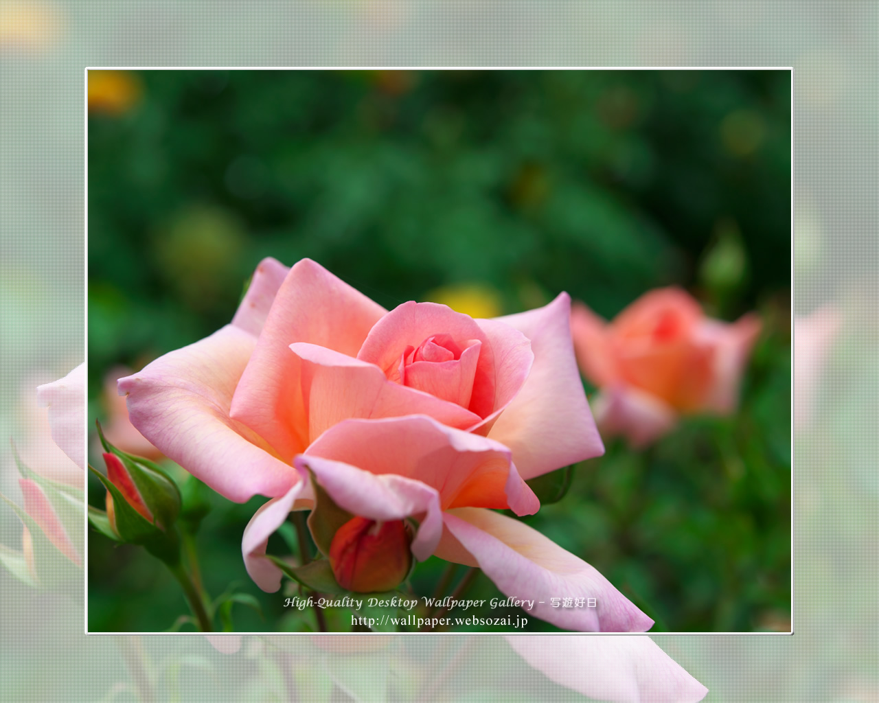 バラ・薔薇の壁紙／Wallpaper ofバラ・薔薇 | Rose-6 (1280×1024)