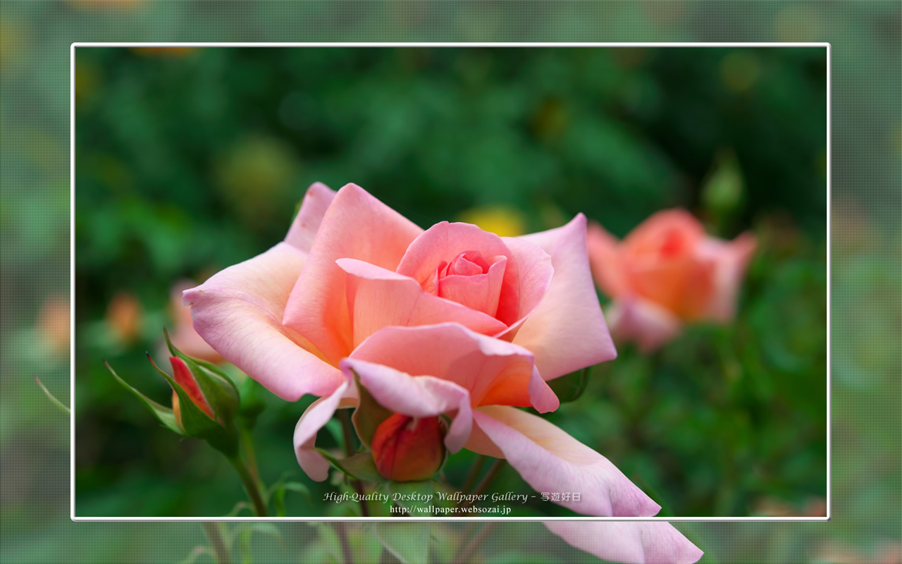 バラ・薔薇の壁紙／Wallpaper ofバラ・薔薇 | Rose-6 (1280×800)