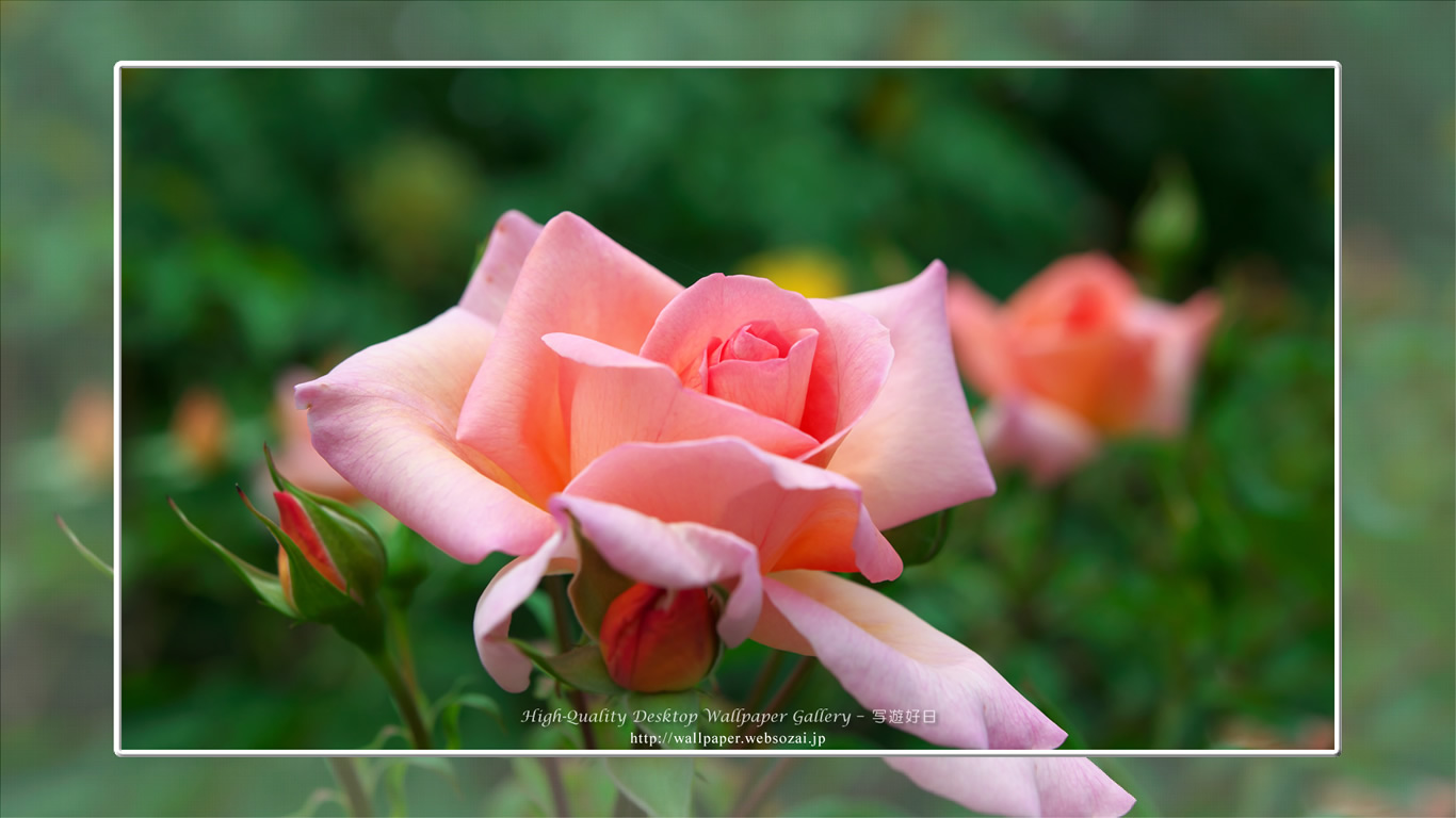 バラ・薔薇の壁紙／Wallpaper ofバラ・薔薇 | Rose-6 (1366×768)
