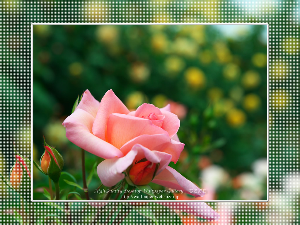 バラ・薔薇の壁紙／Wallpaper ofバラ・薔薇 | Rose-7 (1024×768)