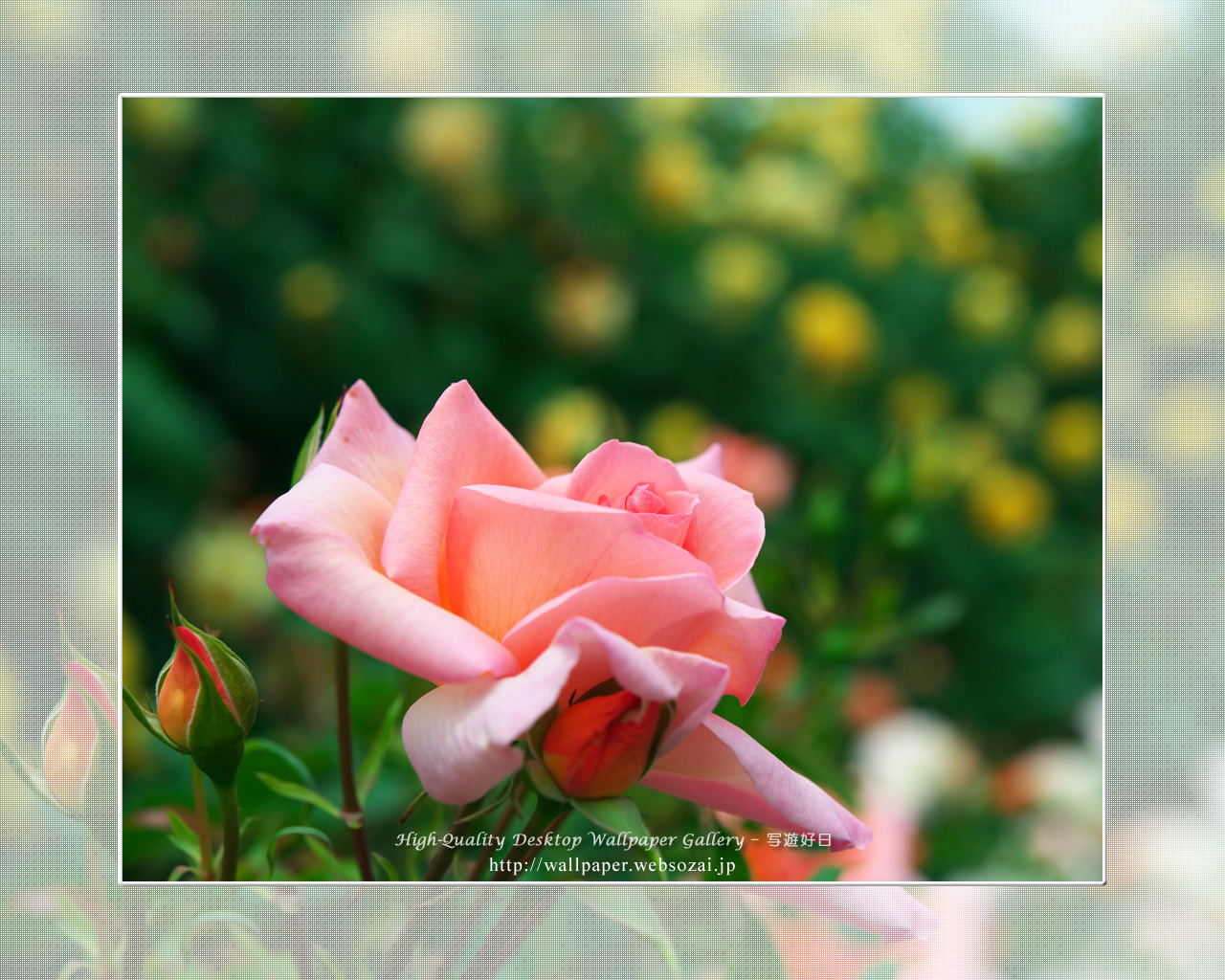 バラ・薔薇の壁紙／Wallpaper ofバラ・薔薇 | Rose-7 (1280×1024)