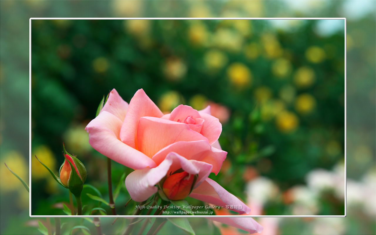 バラ・薔薇の壁紙／Wallpaper ofバラ・薔薇 | Rose-7 (1280×800)