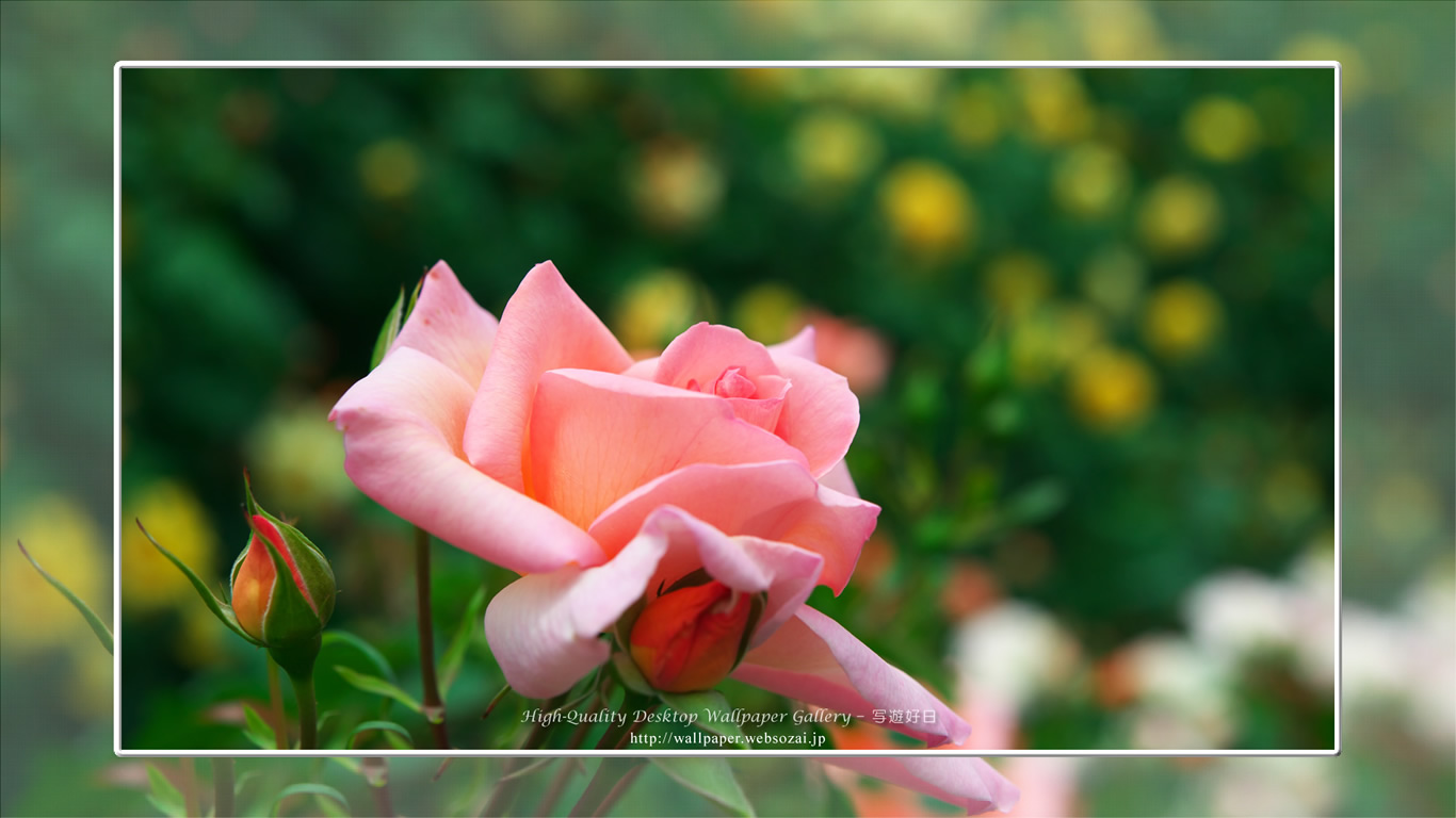 バラ・薔薇の壁紙／Wallpaper ofバラ・薔薇 | Rose-7 (1366×768)