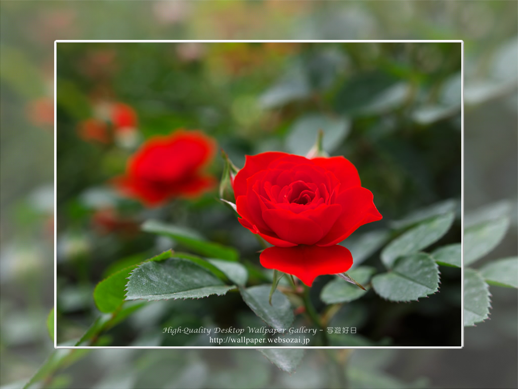 バラ・薔薇の壁紙／Wallpaper ofバラ・薔薇 | Rose-8 (1024×768)