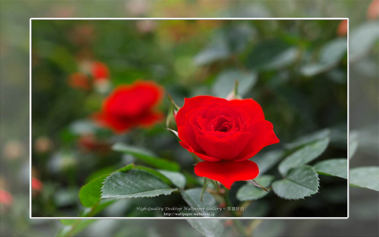 バラ・薔薇の壁紙／Wallpaper ofバラ・薔薇 | Rose-8 (1280×800)