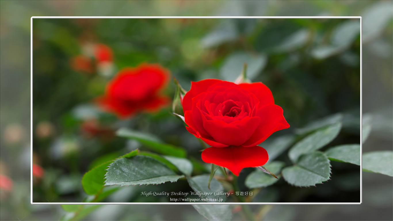 バラ・薔薇の壁紙／Wallpaper ofバラ・薔薇 | Rose-8 (1366×768)