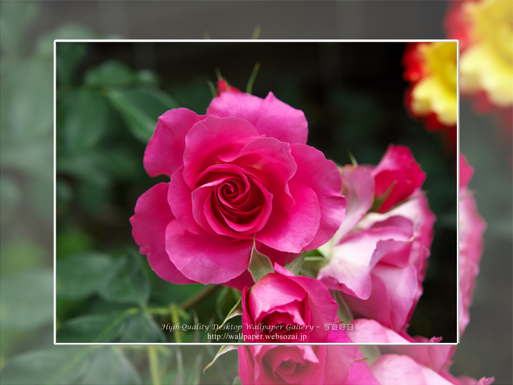 バラ・薔薇の壁紙／Wallpaper ofバラ・薔薇 | Rose-9 (1024×768)