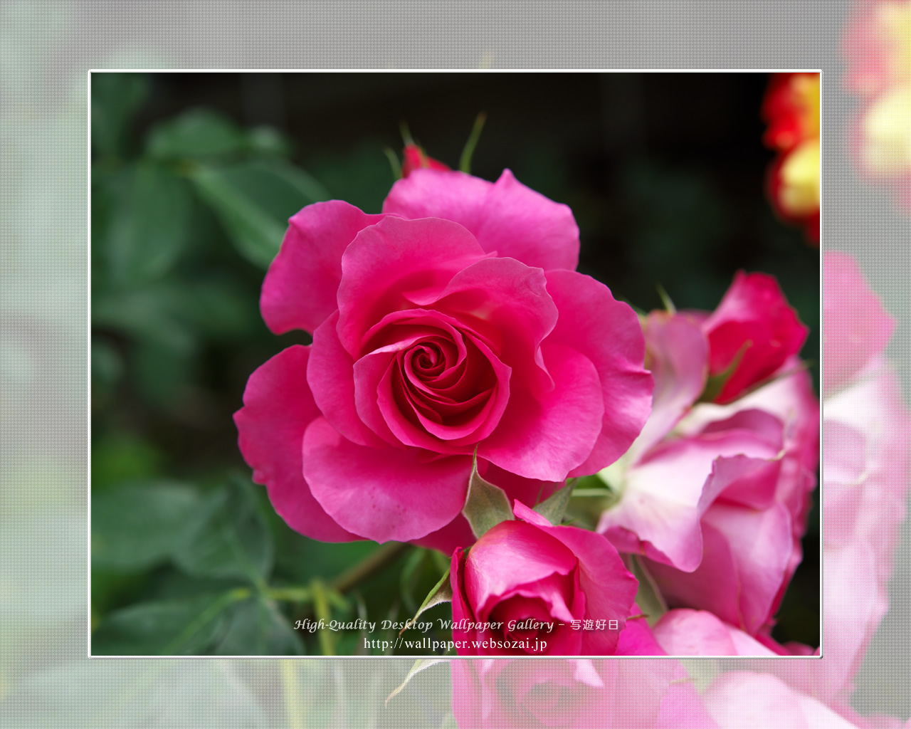 バラ・薔薇の壁紙／Wallpaper ofバラ・薔薇 | Rose-9 (1280×1024)