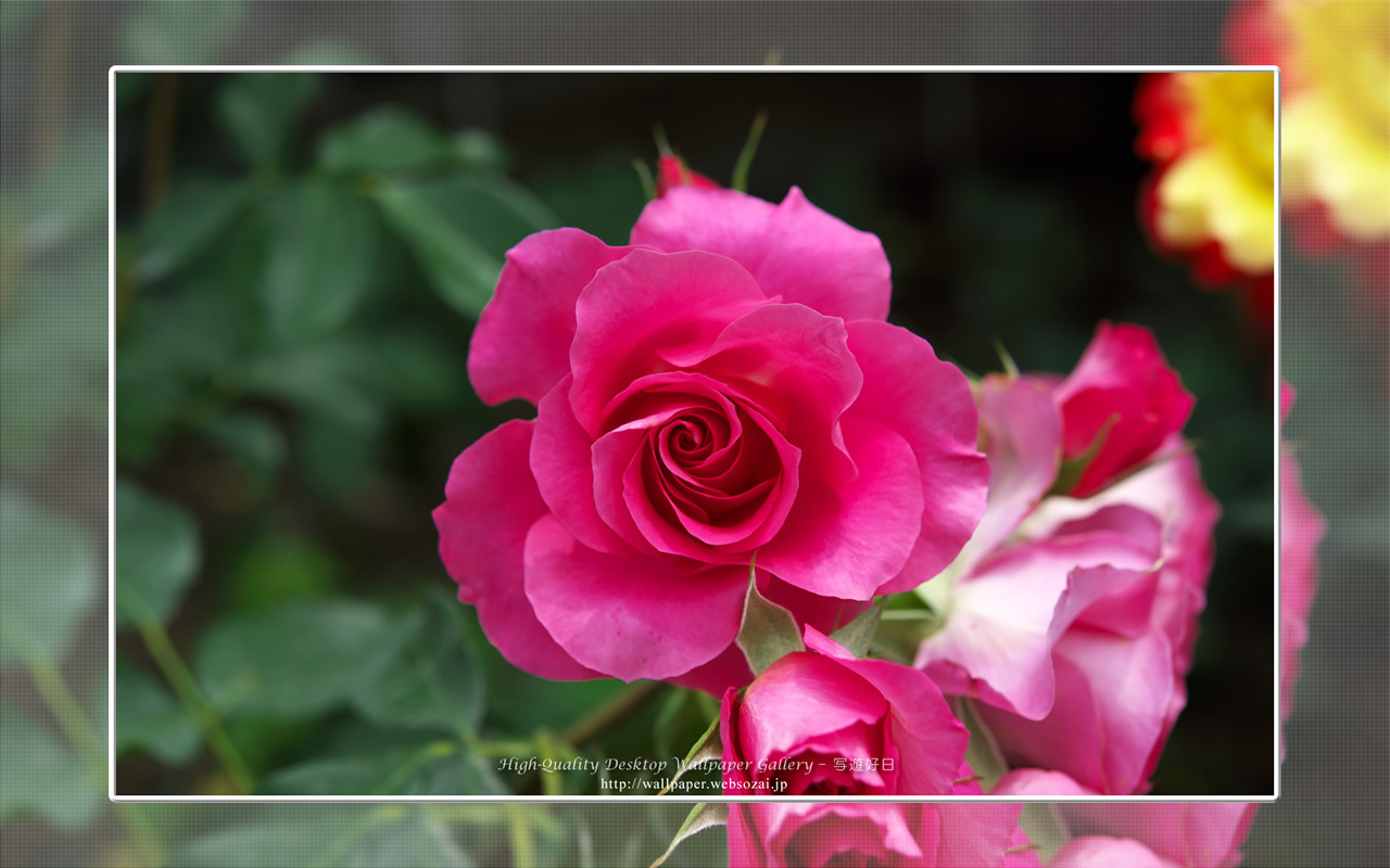 バラ・薔薇の壁紙／Wallpaper ofバラ・薔薇 | Rose-9 (1280×800)