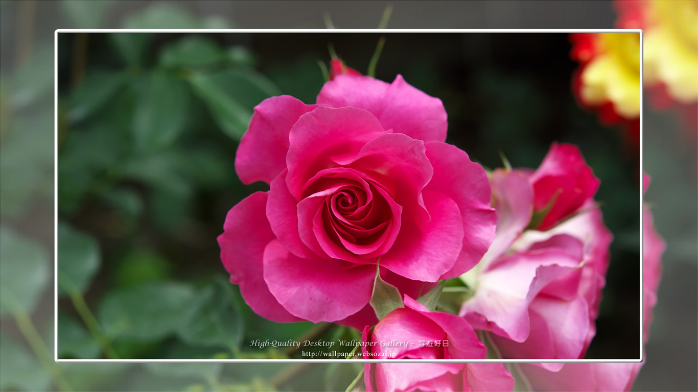 バラ・薔薇の壁紙／Wallpaper ofバラ・薔薇 | Rose-9 (1366×768)