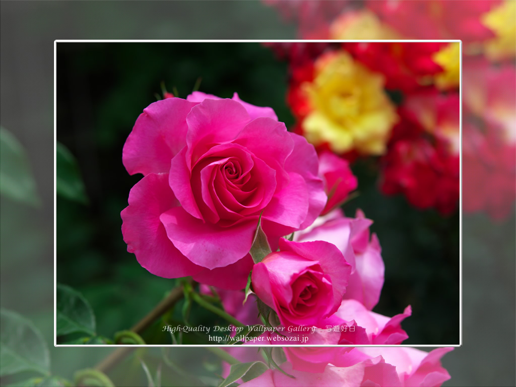 バラ・薔薇の壁紙／Wallpaper ofバラ・薔薇 | Rose-10 (1024×768)