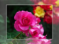 「バラ・薔薇」の壁紙ダウンロード | Go to the download page of Rose