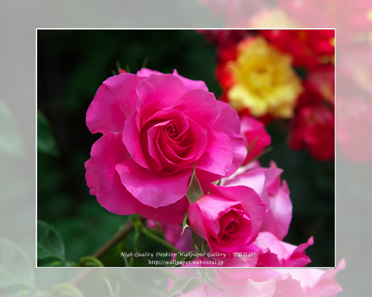バラ・薔薇の壁紙／Wallpaper ofバラ・薔薇 | Rose-10 (1280×1024)