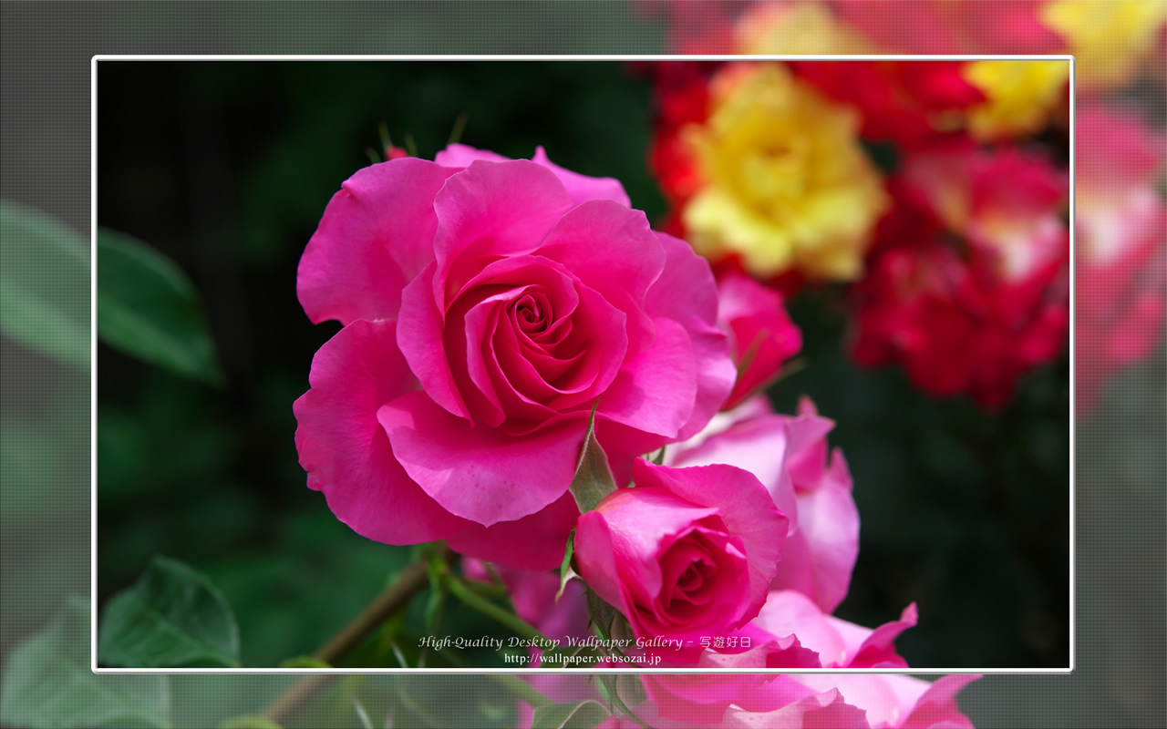 バラ・薔薇の壁紙／Wallpaper ofバラ・薔薇 | Rose-10 (1280×800)