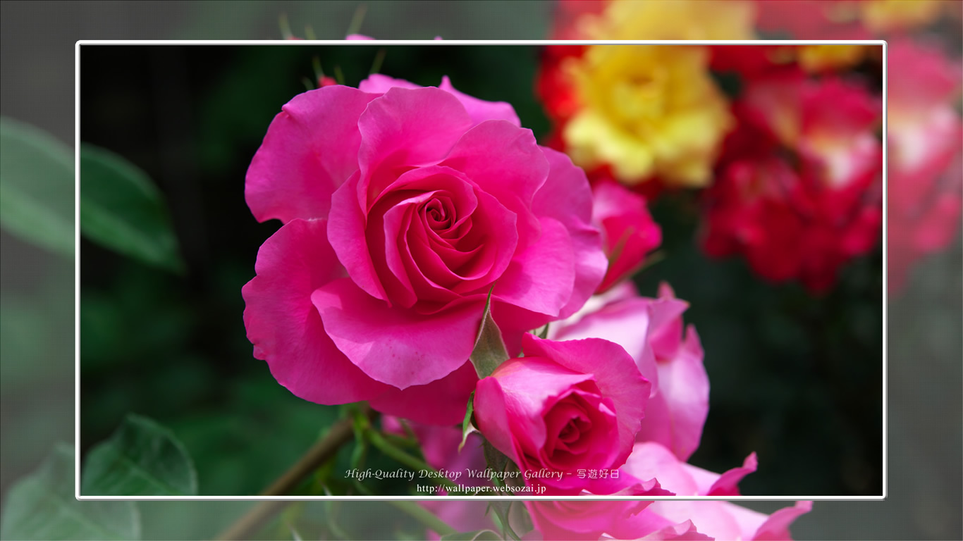 バラ・薔薇の壁紙／Wallpaper ofバラ・薔薇 | Rose-10 (1366×768)