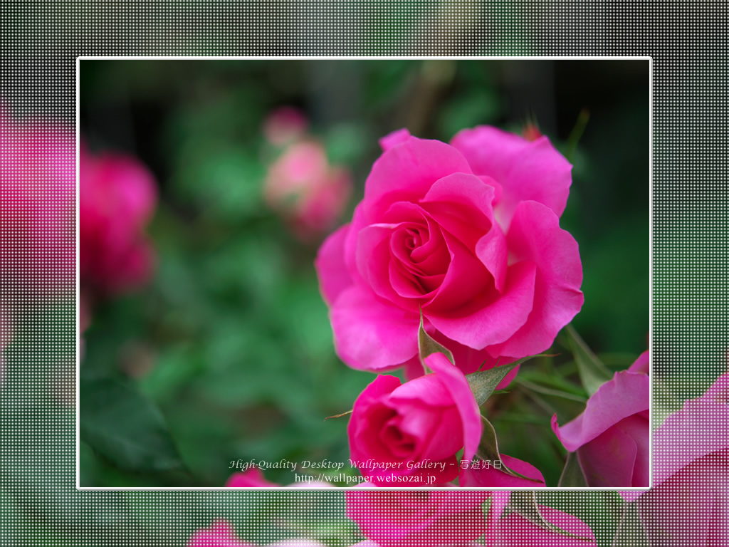 バラ・薔薇の壁紙／Wallpaper ofバラ・薔薇 | Rose-11 (1024×768)