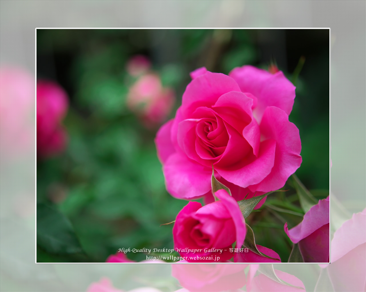 バラ・薔薇の壁紙／Wallpaper ofバラ・薔薇 | Rose-11 (1280×1024)