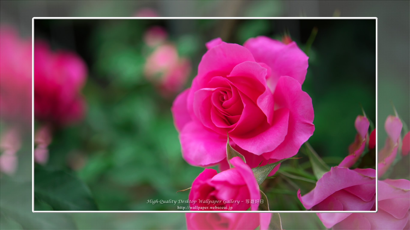 バラ・薔薇の壁紙／Wallpaper ofバラ・薔薇 | Rose-11 (1366×768)