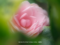 「乙女椿」の壁紙(10)ダウンロード | Go to the download page of Camellia
