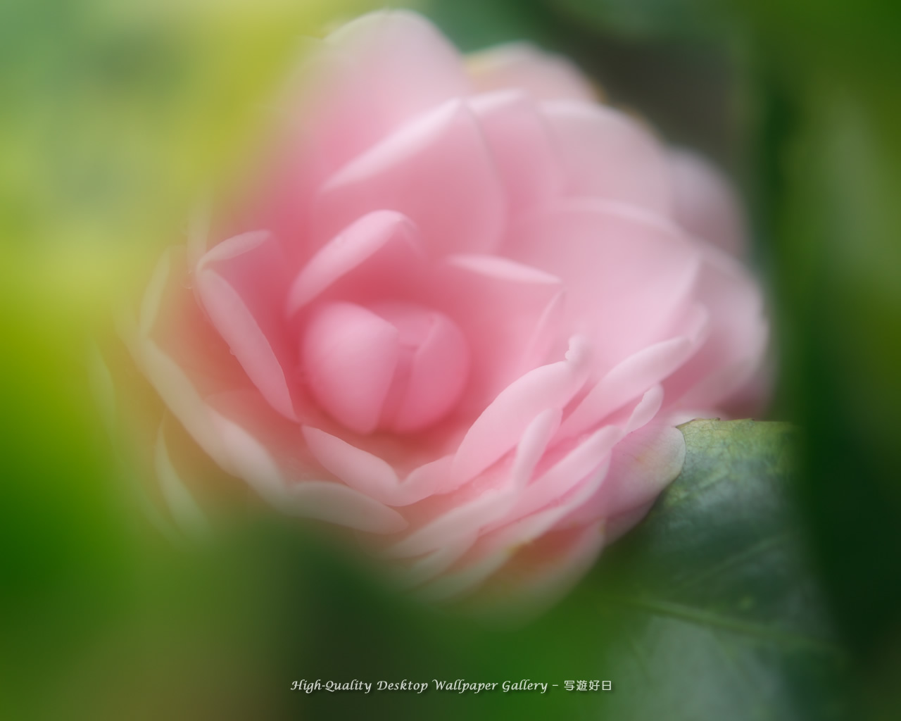 乙女椿・オトメツバキの壁紙／Wallpaper of Camellia (1280×1024)