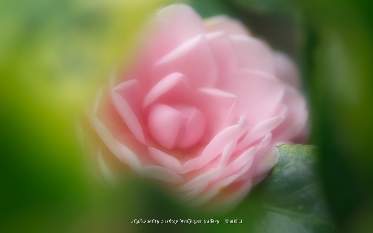 乙女椿・オトメツバキの壁紙／Wallpaper of Camellia (1280×800)