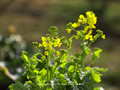 「菜の花」の壁紙ダウンロード | Go to the download page of Field Mustard