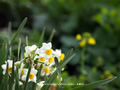 「水仙・スイセン」の壁紙ダウンロード | Go to the download page of Daffodil