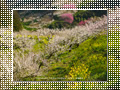 「七折梅園-梅源郷(6)-」の壁紙ダウンロード | Go to the download page of Japanese Apricot