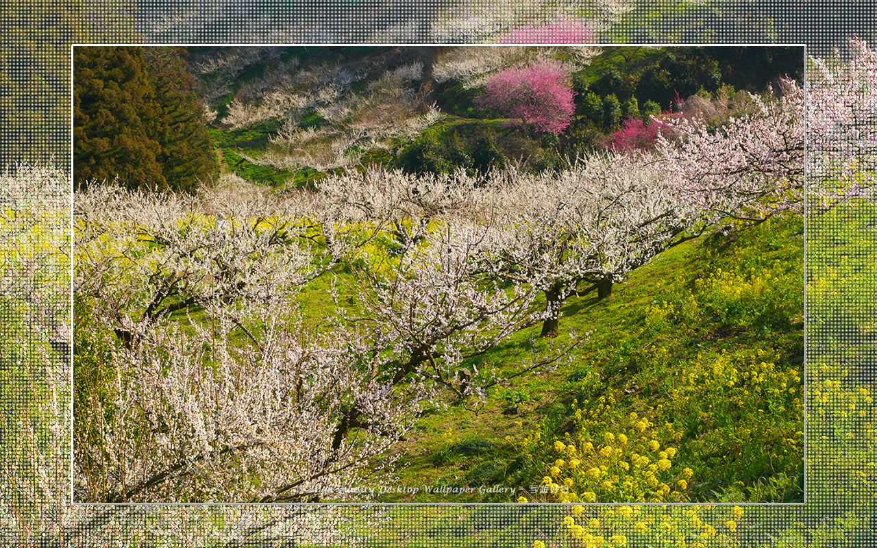 梅源郷－七折梅園（６）の壁紙／Wallpaper of Ume Apricot (1280×800)