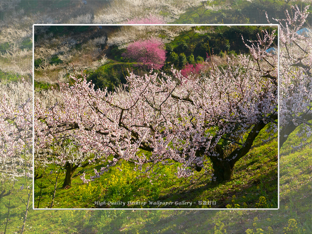 「梅源郷－七折梅園（７）」の壁紙／Wallpaper of Ume Apricot (1024×768)