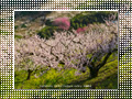「七折梅園-梅源郷(7)-」の壁紙ダウンロード | Go to the download page of Japanese Apricot