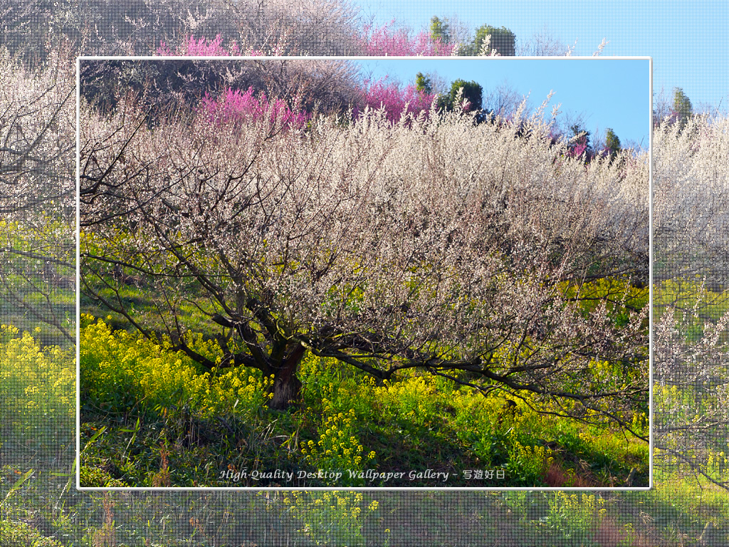 「梅源郷－七折梅園（９）」の壁紙／Wallpaper of Ume Apricot (1024×768)