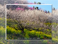 「七折梅園-梅源郷(9)-」の壁紙ダウンロード | Go to the download page of Japanese Apricot