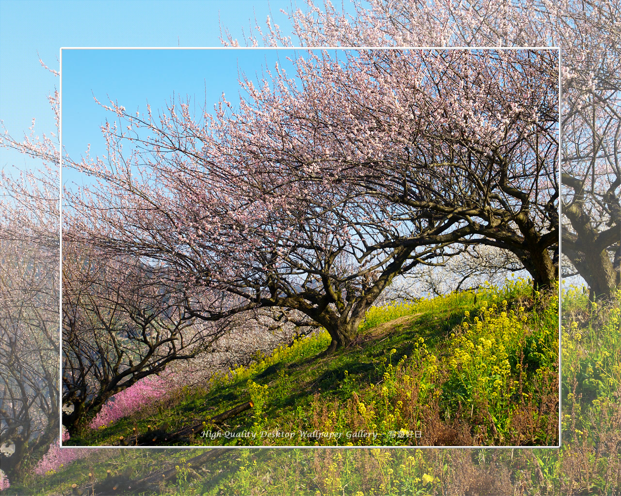 梅源郷－七折梅園（10）の壁紙／Wallpaper of Ume Apricot (1280×1024)