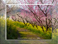 「七折梅園-梅源郷(11)-」の壁紙ダウンロード | Go to the download page of Japanese Apricot