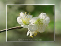 「白梅－青軸－(01)」の壁紙ダウンロード | Go to the download page of Japanese Apricot
