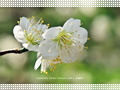 「白梅－青軸－(3)」の壁紙ダウンロード | Go to the download page of Japanese Apricot