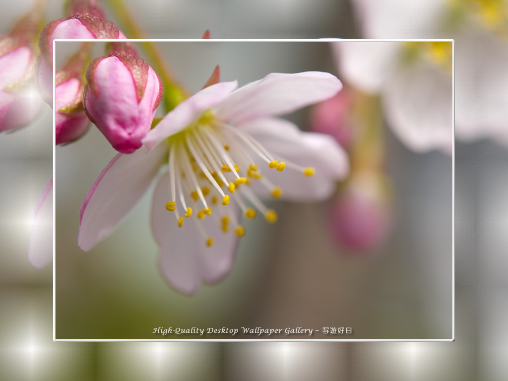 「寒桜」の壁紙／Wallpaper of Cherry Blossoms (1024×768)
