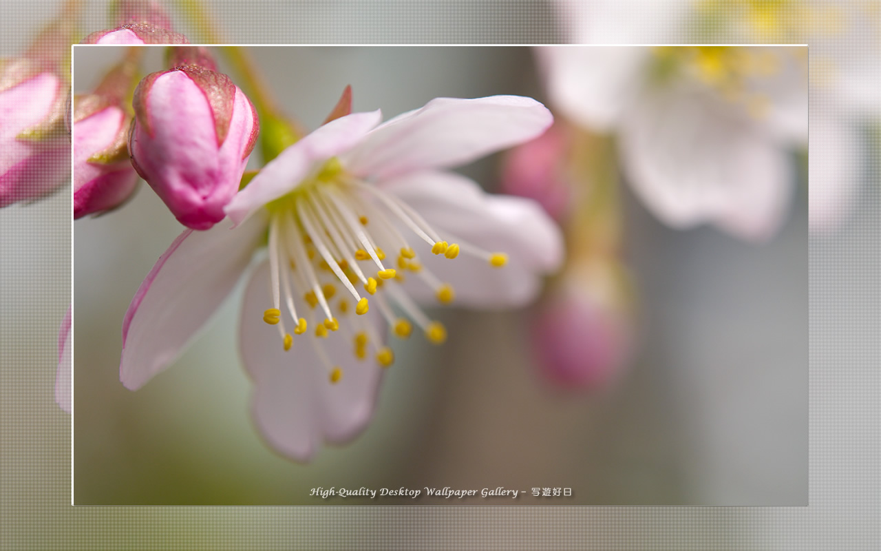寒桜の壁紙／Wallpaper of Cherry Blossoms (1280×800)