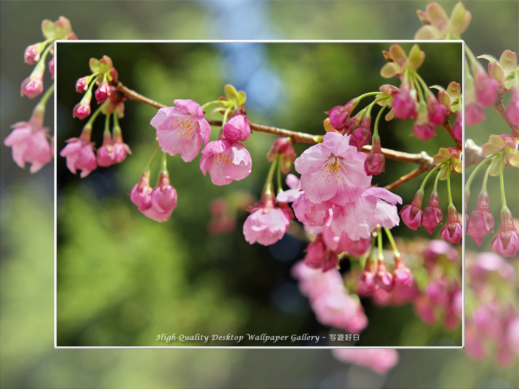 「ヒガンザクラ」の壁紙／Wallpaper of Cherry Blossoms (1024×768)