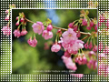 「彼岸桜」の壁紙ダウンロード | Go to the download page of Cherry Blossom