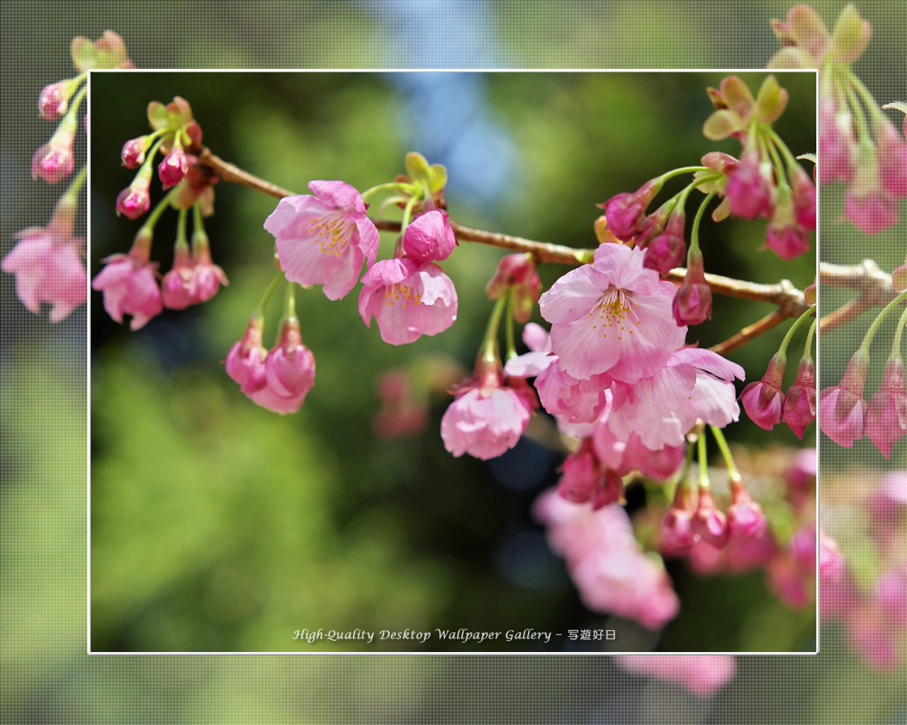 ヒガンザクラの壁紙／Wallpaper of Cherry Blossoms (1280×1024)