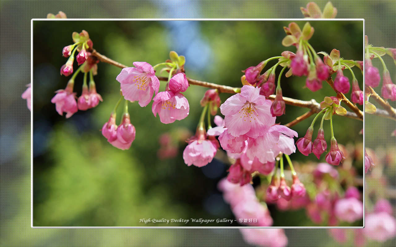 ヒガンザクラの壁紙／Wallpaper of Cherry Blossoms (1280×800)