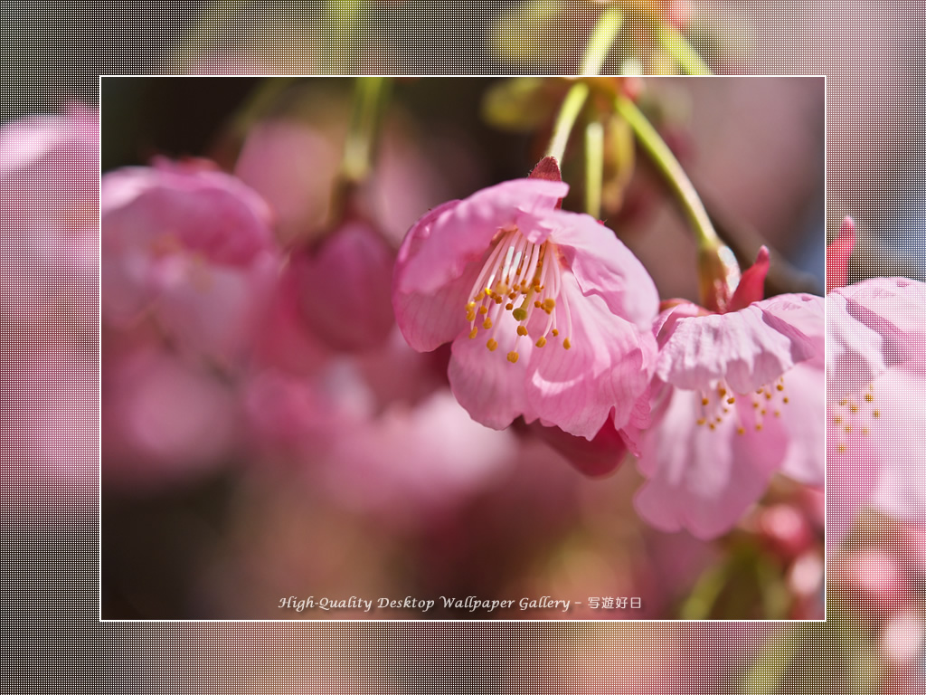 「ヒガンザクラ」の壁紙／Wallpaper of Cherry Blossoms (1024×768)